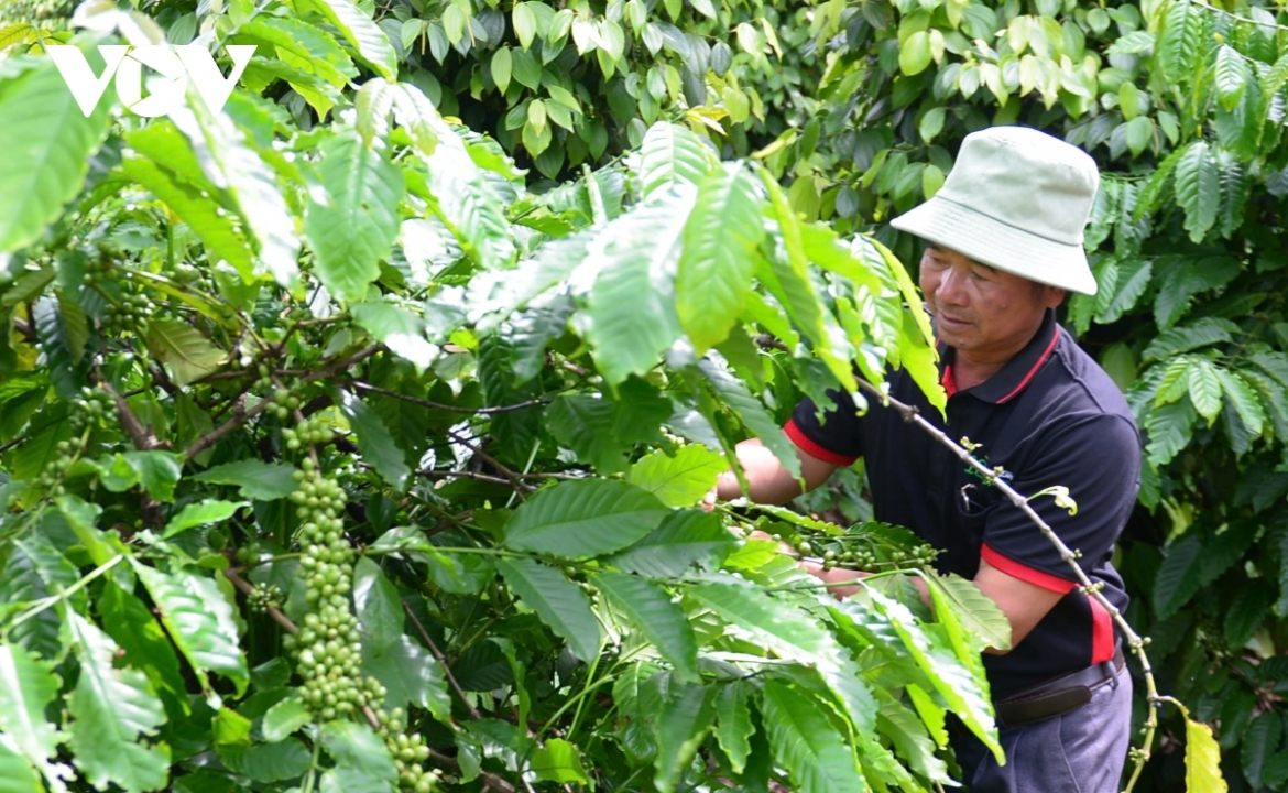 Giá cà phê hôm nay 10/9: Giá cà phê trong nước tăng, cà phê thế giới giảm